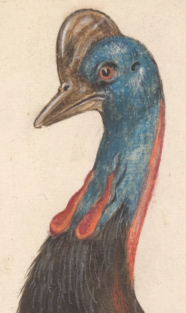 Helmkasuaris (Casuarius casuarius)