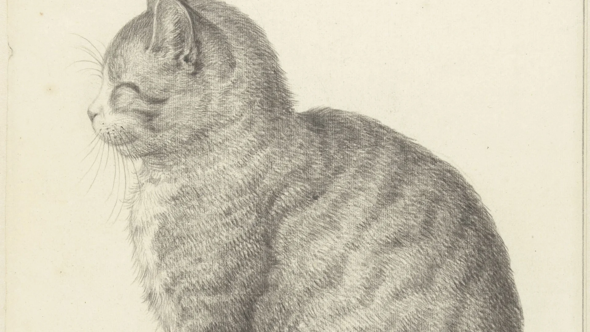 Zittende kat, naar links