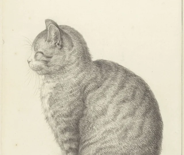 Zittende kat, naar links